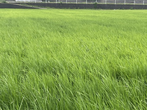 千葉県大多喜町産　コシヒカリ（無洗米）５㎏　種子を厳選して苗づくりをしています