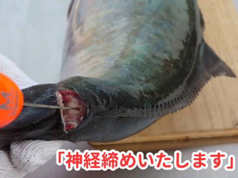 朝どれ鮮魚『こもぶち産 養殖鮮魚セット』神経締め付(3~4種入)