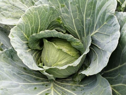 ひぐらし農場のイチオシ野菜！柔らかくあまーいキャベツ！100サイズに入るだけ!（10kg以内）【なべくら高原産】