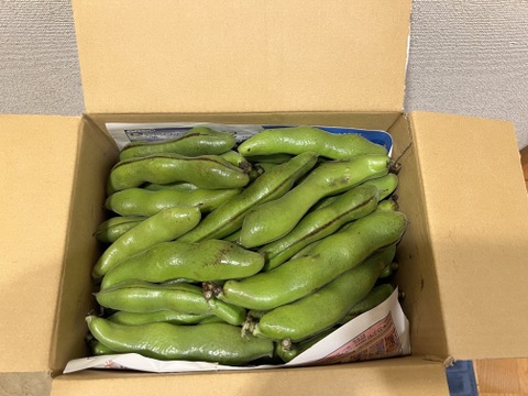 空豆★朝収穫当日発送（ご家庭用・２ｋｇ）