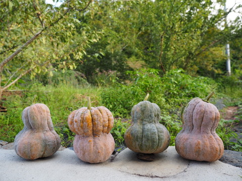 ❣️ハロウィンに❣️数量限定！【有機JAS】京都の伝統京野菜！貴重な京都産鹿ヶ谷カボチャ！もちろん美味しく食べられます！どれひとつとして同じ形がない個性派です！2個までなら同梱可能で送料お得！！