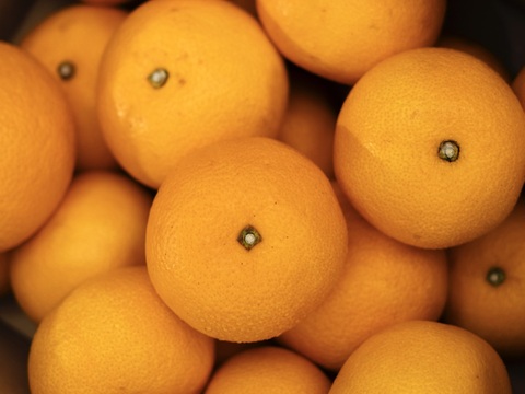 【大人の味わい】八朔『さっぱりとした甘みとほろ苦さ』家庭用 5kg