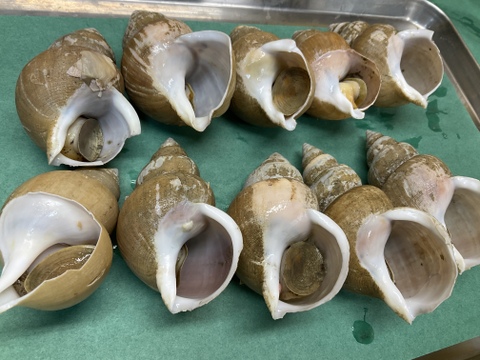 【謹製】チョゲチョッカル/白バイ貝/大3個/完全無添加の貝キムチ【冷凍】