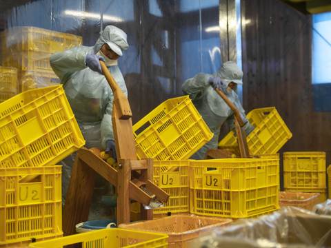 農薬・化学肥料不使用柚子使用！要冷蔵『木頭ゆず一番搾り果汁』1800㎖x1本