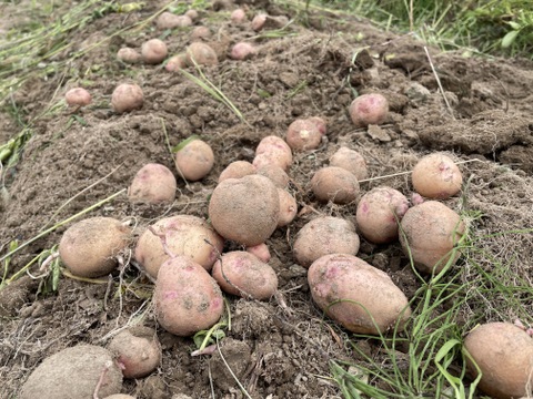 お徳用　2024年【さやあかね】北海道産じゃがいも9.5kg（サイズMix）