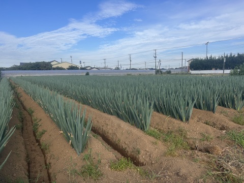 糖度15度以上　千葉県産 長ネギ 甘い 美味い 20本 2L以上