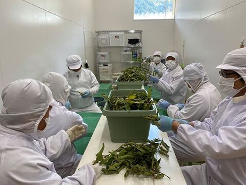 苦みや渋みがなく上品でやさしい味と好評♪【有機土佐國グァバ茶】ノンカフェイン高知県南国市の有機認証自家農園で農薬・肥料・除草剤一切不使用で自然栽培‼植物由来のソイロンテトラティーバッグ♪30包入×2個