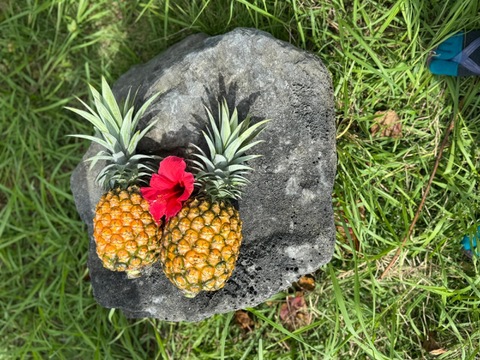 パイン王様　ゴールドバレル　約3k