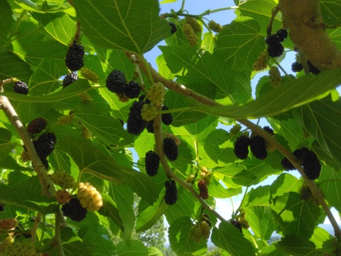 桑の実 （マルベリー）