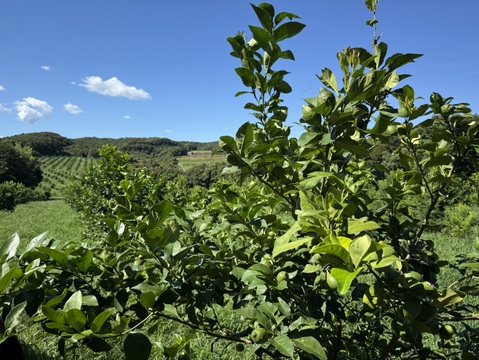 【天皇杯受賞農家】高知県大月町産・農家直送 こじゃんとレモン 5kg（化学肥料/防腐剤/ワックス不使用）