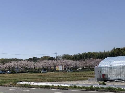 完熟ミニトマト100%ジュース(200mlx6本)　濃厚・甘い・飲みやすい