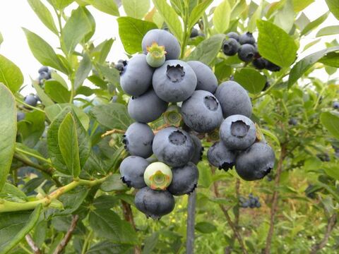 ★DOG★完熟冷凍ブルーベリー 冷凍ブルーベリー MIX1kg *真空パック ・農薬不使用：千葉県産