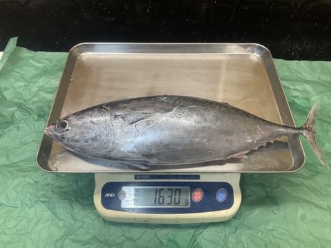 【秋の旨魚】迷いヒラソウダガツオ/特大/1.8㎏前後/半身/【冷凍】おススメです！！