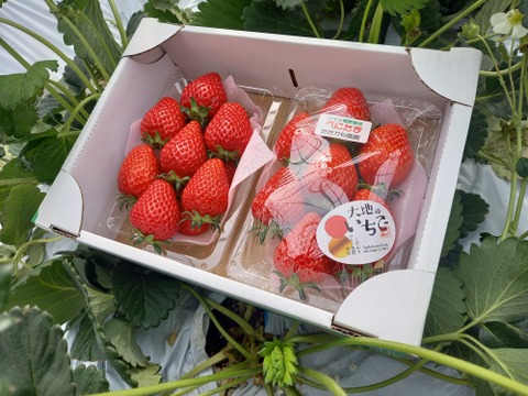 べにたま　2パック詰め中粒」オリジナルのワイン堆肥で栽培し有機ゴミをサステナブル資源活用ができる「いちご特別栽培」認証！
「のんびり樹ままに発送プラン」です。秩父いちご農家　ただかね農園