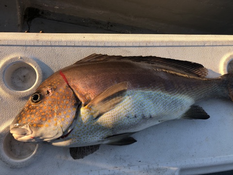 【活き締め】コロダイ4kg〜5kg 刺身用