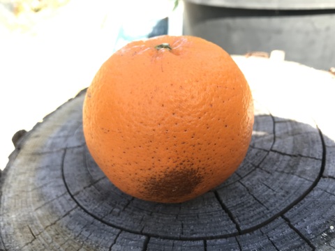 はるみ｜春を先取りする優しい甘さのご褒美みかん｜ご家庭用5kg