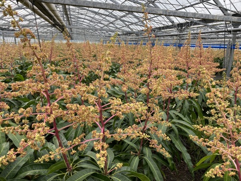 【規格外】【訳あり】とろける至福の完熟マンゴー１ｋｇ「沖縄西表島産」