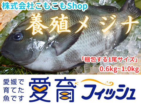 【臭みなし！これぞ養殖の脂乗り！】朝どれ鮮魚『こもぶち産養殖メジナ2尾入』神経締め付