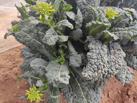 ✨【激レア】【今だけ限定】イタリアの黒い宝石“ベビーネロ”約200g＋旬のお野菜セット｜農薬・化成肥料不使用✨