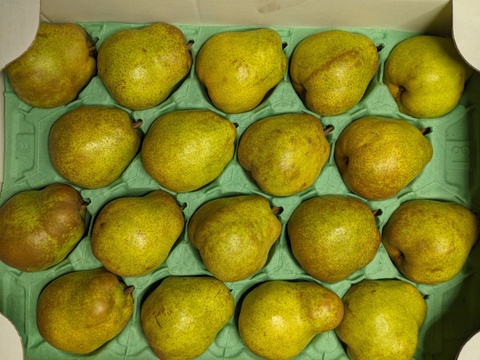 ラ・フランス食べ頃5kg