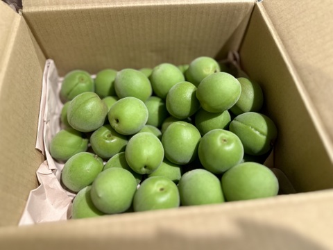 収穫当日に発送！青梅の代表格「白加賀」1kg：群馬県産の白加賀｜食べ