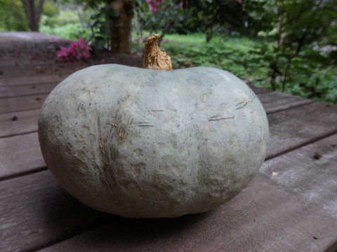 かぼちゃ　４種セット（赤・赤ミニ・白・そうめんかぼちゃ）