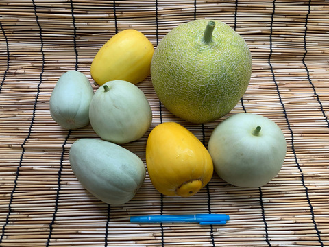 【自然栽培】固定種メロン４品種セット 4kg以上★農薬・肥料不使用｜食べ比べ
