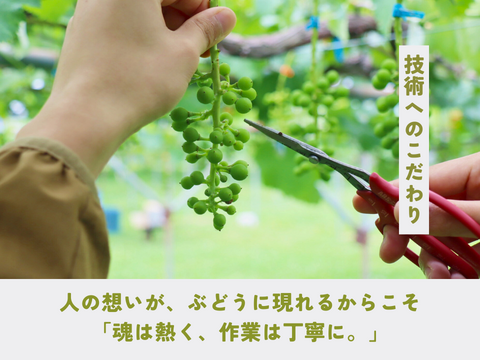 《ギフト》種なし巨峰（４〜６房）長野県須坂市産・クール便