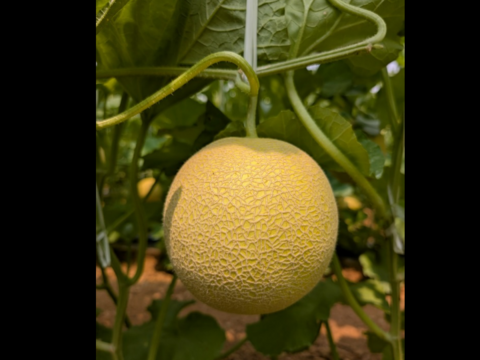 \\先行予約受付//【最高金賞 受賞】極上メロン 渥美の陽光-HIKARI-(２玉入)