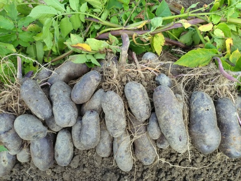 めっちゃ紫色！シャドークイーン5kg【漢方栽培】