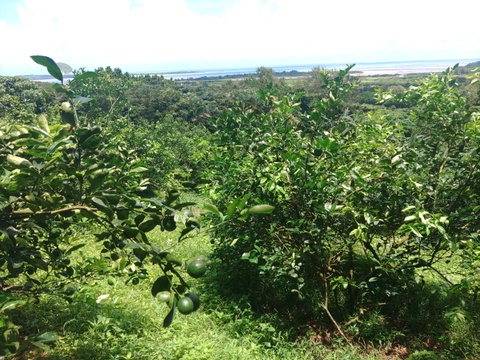 【期間限定】まとめてお得！！　青切り島レモン10ｋｇ