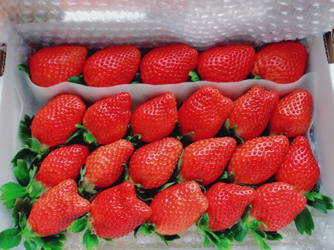 トクトク🍓いちごの宝石箱
朝摘み完熟❤️酵素栽培のこだわりいちご
【いちご食べ比べ】
（１月発送）