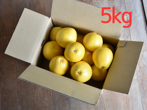 爽やかな甘みと香り　河内晩柑【贈答用(特選品)】[5kg]　330-1