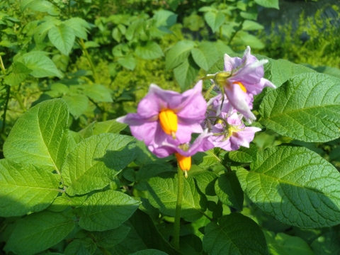 丸オクラとじゃがいもセット【農薬・化学肥料 不使用】大家族向け