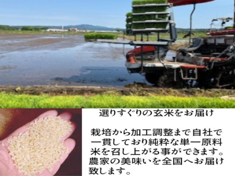 【お値打ち玄米30ｋｇ】令和7年産 青森県産「まっしぐら」紙袋玄米30ｋｇ 彩北米 自社生産 自社調整加工 プロフェッショナル米栽培 あおもり aomori 産直 良品種  さっぱり 美味しい