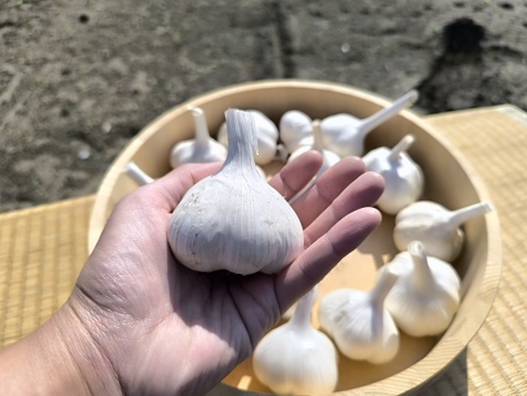✨青森県十和田産｜濃厚旨味のホクホクにんにく500ｇ✨