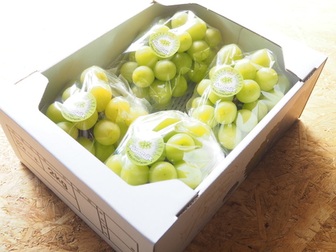 太陽の光をたっぷり浴びた！岡山県産『ゴールデンシャインマスカット』2.2kg