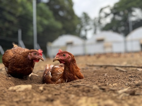 空と大地に見守られて、産まれる卵。-itadaki-甘くてコク深い、放牧鶏「暖鷄」の卵です。放牧卵itadaki/自然放牧【限定枠定期便】24個入