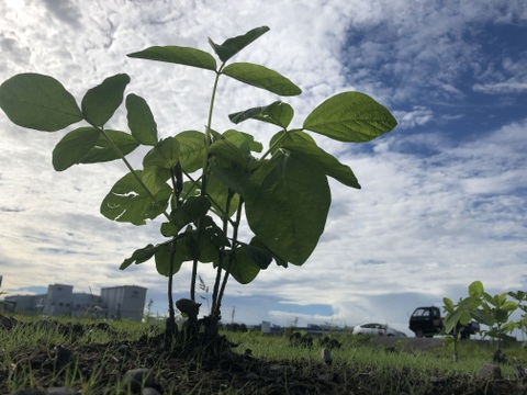 【令和7年産】自然栽培「ふくゆたか大豆」（静岡県産）
