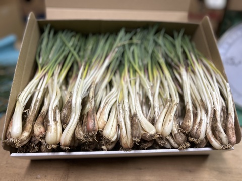 【規格外】味は変わらずお買い得！伊江島産 島らっきょう！1kg