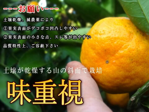 【３箱まとめ買い】大感動！糖度16度越え！魔法のみかんと話題！こんなにみかんって甘いんだ！極早生みかん「ゆら早生」の最高峰！薄皮と濃厚な味わい「ゆらりん」お試し品２ｋｇ３箱セット【225-2k-3】