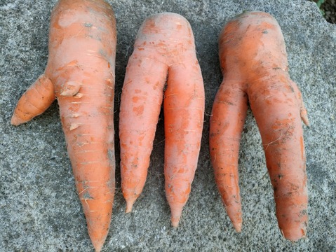 生で美味しい訳ありにんじん2.5kg