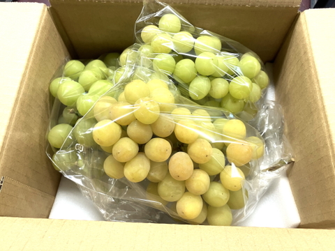 クール便 食べチョク登録記念2025年限定 山梨産 ゴールドシャインマスカット入り！シャインマスカット約1.1kg~1.2kg　【訳あり】最終になります。美味しい食べ方や保存の仕方を同封します！