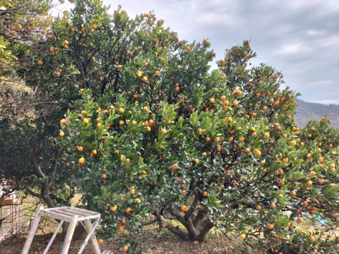 (広島県産)一口でパクッ！愛らしく甘い小みかん約3㎏