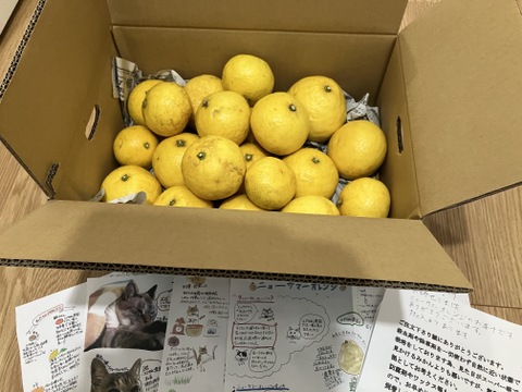 ねこ農園のニューサマーオレンジ3kg【農薬:栽培期間中不使用】