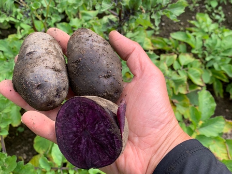 【紫の貴婦人「ノーブルシャドー」】２kg(土付き)  兵庫県香美町産