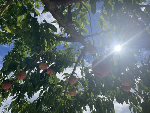 【贈答用】大人気！長野生まれの品種「なつっこ」2㎏（5～8玉）