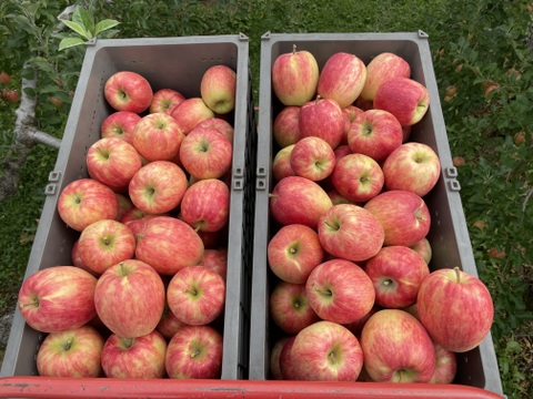 長野県産・美味しい完熟りんご『シナノドルチェ』10kg