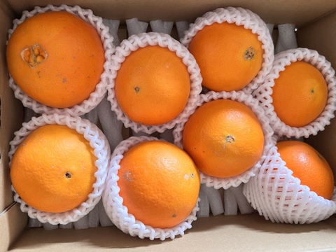 【アワード受賞】芳醇な味と香り 訳あり 白柳ネーブル 2kg サイズ混合 仲屋 海瀬農園