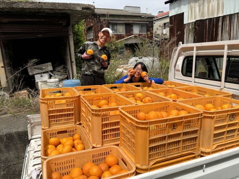 【栽培期間中：農薬・肥料不使用】125年の歴史と「垂直仕立て」が育む生命力溢れる紅甘夏（大崎下島産）無選別10㎏